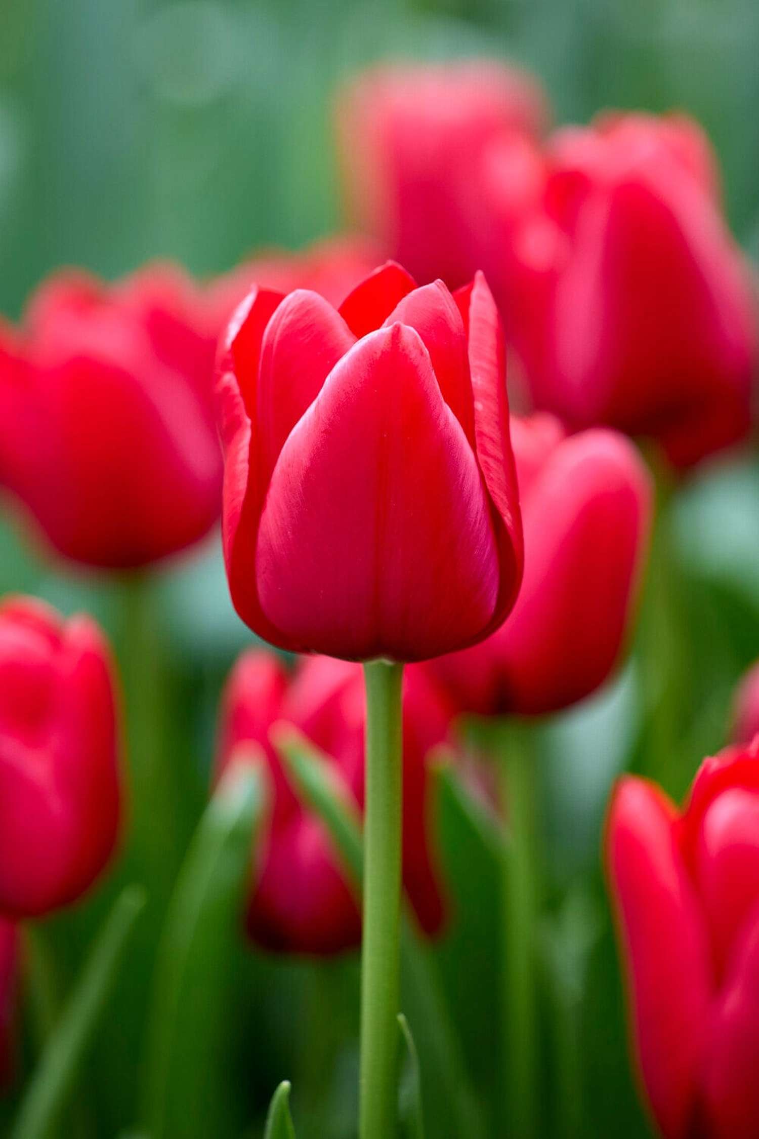Tulppaani 'Unique de France'